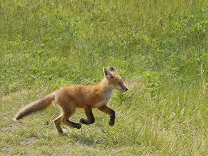 Ohio: Red Fox - running Vulpes vulpes Magee Marsh, Ohio