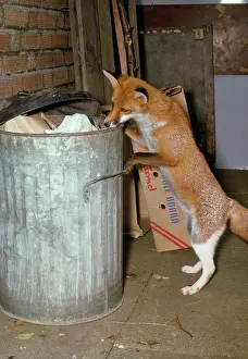 Stealing: Red FOX SCAVENGING - at dustbin