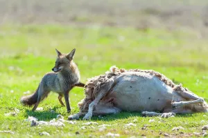 Environments: Red fox and Sheep corpse - PN Cabaeros Spain