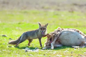 Environments: Red fox and Sheep corpse - PN Cabaeros Spain