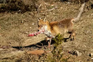 Itch: Red Fox - sick from a scabie - seven-year itch