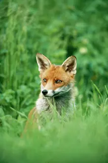 Startled: RED FOX - sits in grass