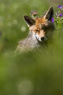 Vanoise: Red fox sitting on the grass in a french alps m