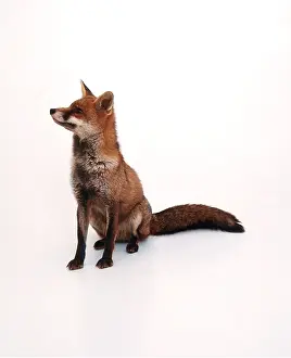 Andy Teare: RED FOX - sitting in studio