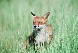 Sinister: RED FOX - sitting in tall grass