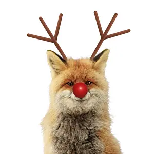 Rudolph: Red Fox, smiling with Rudolph red nose and antlers
