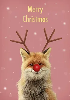 Rudolph: Red Fox, smiling with Rudolph red nose and antlers
