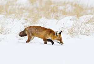 Sniff: Red Fox - in snow