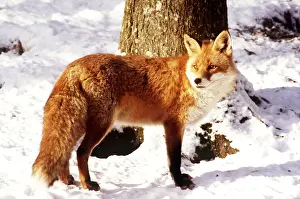 Ake Lindau: RED FOX - In snow