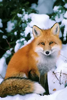 Pat And Tom Leeson: Red Fox in snow