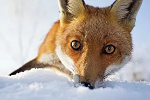 Stare: Red Fox - in snow close up