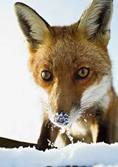 Stare: Red Fox - in snow close up