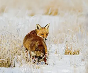 Red Fox - in snow covered rough grassland
