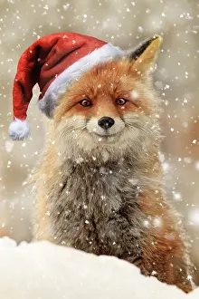 100817: Red Fox, in snow smiling wearing Christmas hat