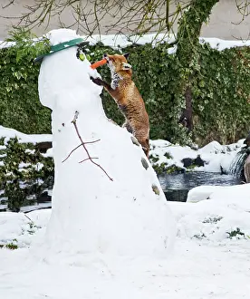 Stealing: Red Fox - stealing snowman's nose in winter snow
