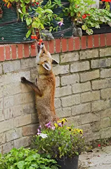 Stealing: Red Fox - stealing strawberries on garden patio