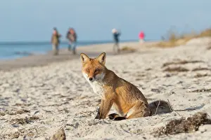 Tourists: Red Fox - tourists and fox at the beach - Germany