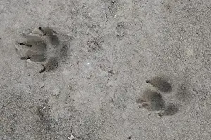 190219: Red Fox - track in sand - Germany
