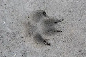 190219: Red Fox - track in sand - Germany