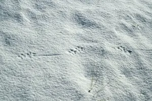 Pugmarks: Red Fox Tracks - carrying prey in snow