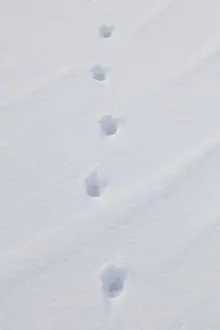 040219: Red Fox - tracks in snow - Germany