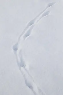 040219: Red Fox - tracks in snow - Germany