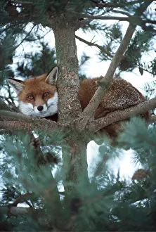 Sheltering: Red FOX - in tree