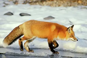 Trots: Red fox - trots along edge of frozen lake. Winter