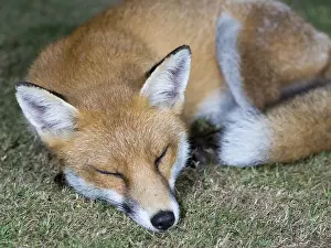 Birmingham: Red fox - urban vixen asleep in garden - Birmingham