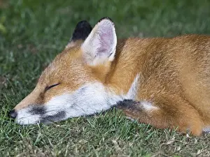 Birmingham: Red fox - urban vixen asleep in garden - Birmingham