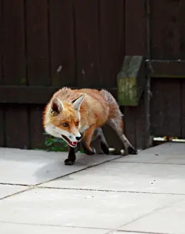 Vixens: Red Fox - vixen in backyard