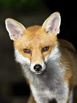 Birmingham: Red Fox - vixen - Birmingham UK