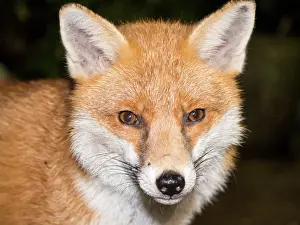 Birmingham: Red Fox - vixen - Birmingham UK