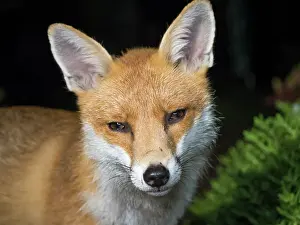 Birmingham: Red Fox - vixen - Birmingham UK
