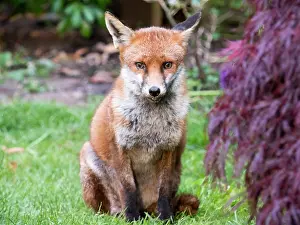 Birmingham: Red Fox - vixen - Birmingham UK