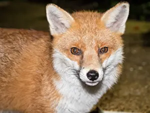 Birmingham: Red Fox - vixen - Birmingham UK