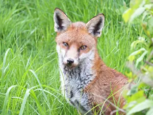 Birmingham: Red Fox - vixen - Birmingham UK