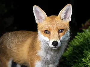Birmingham: Red Fox - vixen - Birmingham UK