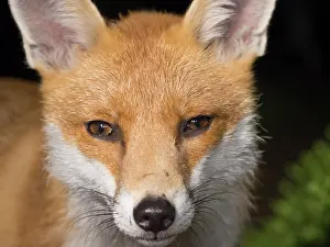 Birmingham: Red Fox - vixen - Birmingham UK