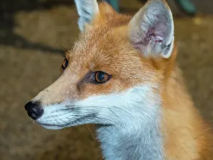 Birmingham: Red Fox - vixen - Birmingham UK