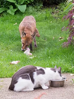 Birmingham: Red Fox - vixen and cat in urban garden - Birmingham UK