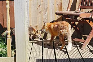 Yard: Red Fox - vixen and cub in back yard