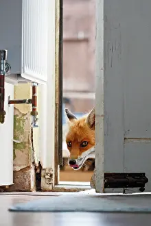 Door: Red Fox - vixen entering house through back door