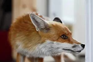 Room: Red Fox - vixen entering room in house