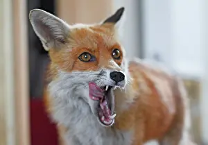 Room: Red Fox - vixen entering room in house
