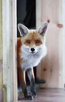 Room: Red Fox - vixen entering room in house