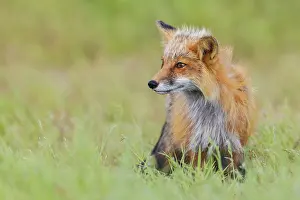 Vulpes: Red fox vixen, over seeing the kits playing, Washington