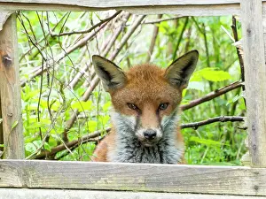 Broken: Red Fox - vixen in urban garden looking through broken fence
