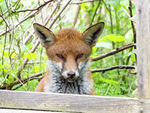 Broken: Red Fox - vixen in urban garden looking through broken fence