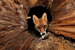 Lair: Red fox (Vulpes vulpes)